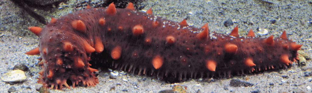 kandungan teripang emas (Stichopus variegatus)