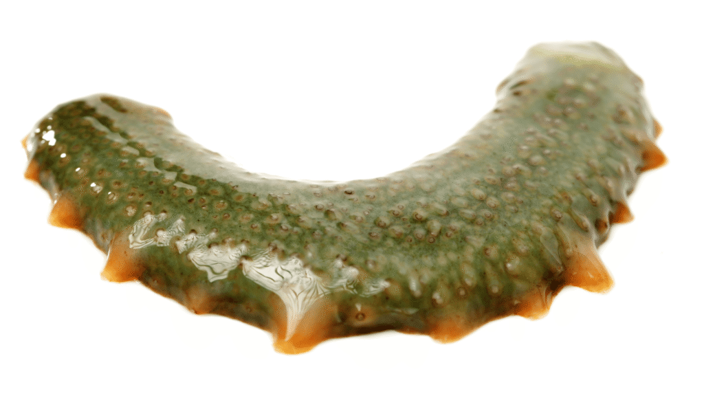 teripang laut obat alami nyeri sendi